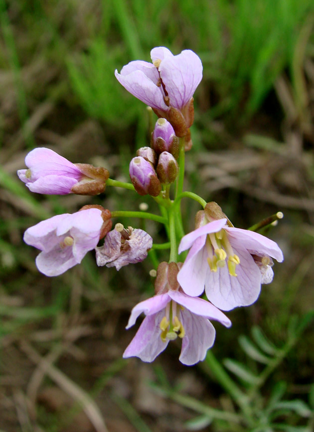 Изображение особи род Cardamine.