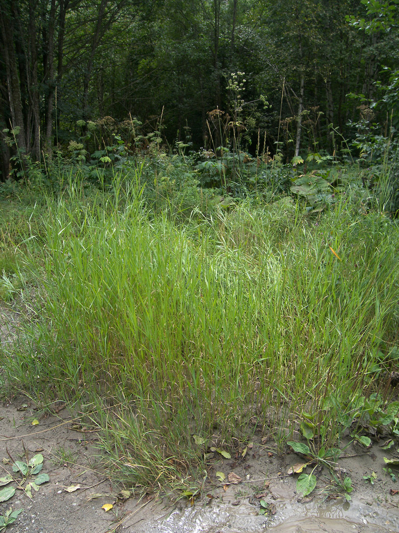 Изображение особи Elytrigia repens.