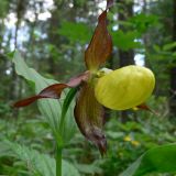 Cypripedium calceolus