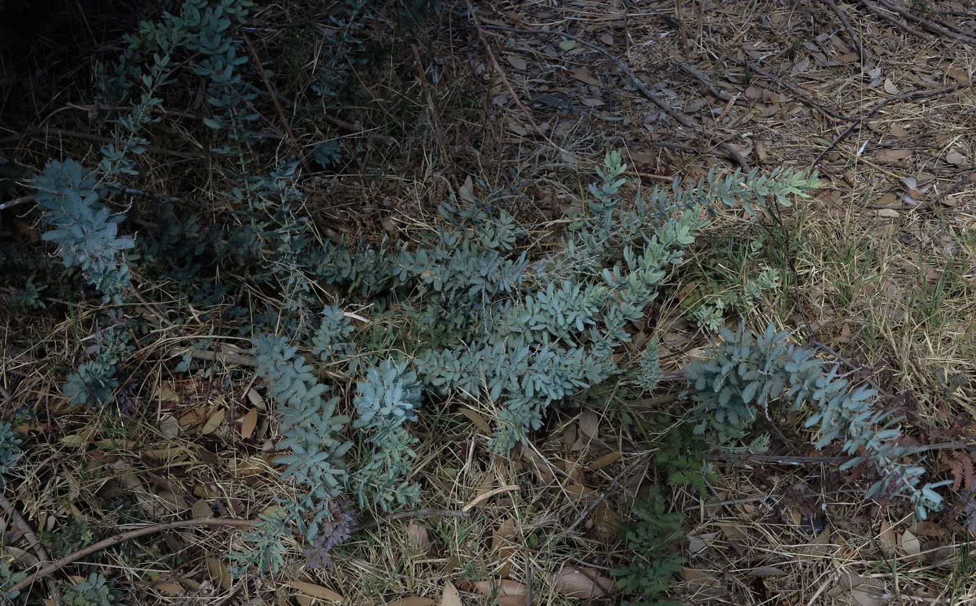 Image of Acacia baileyana specimen.