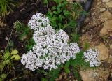 Achillea millefolium. Соцветие. Якутия (Саха), Ленский р-н, окр. НПС-11 нефтепровода ВСТО. 19.08.2012.