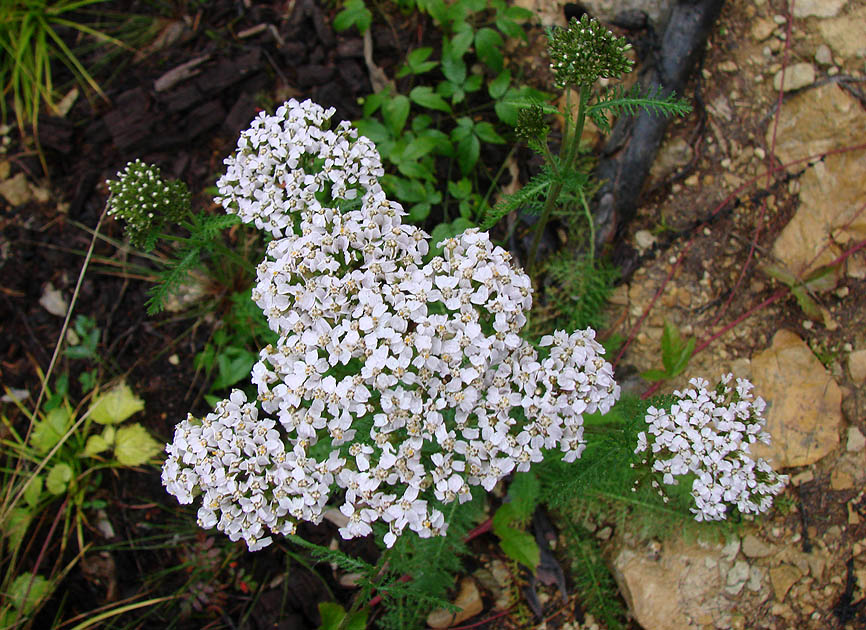 Изображение особи Achillea millefolium.