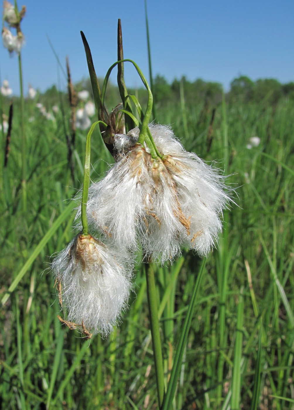 Изображение особи Eriophorum angustifolium.