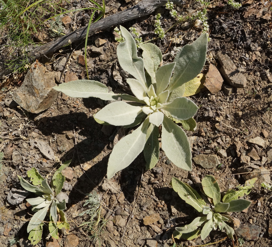 Изображение особи Verbascum songaricum.