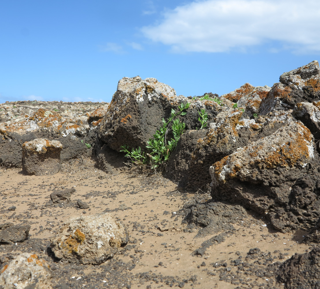 Image of Patellifolia procumbens specimen.