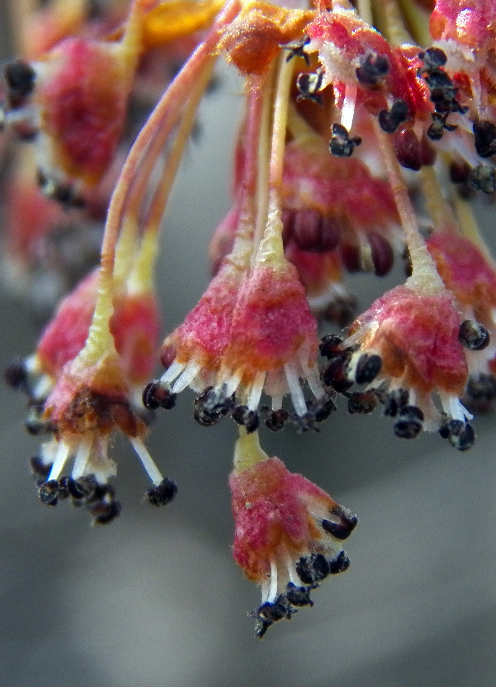 Image of Ulmus laevis specimen.