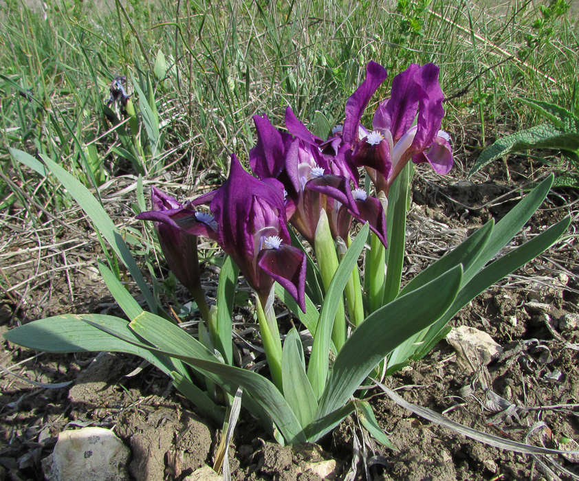 Изображение особи Iris pumila.