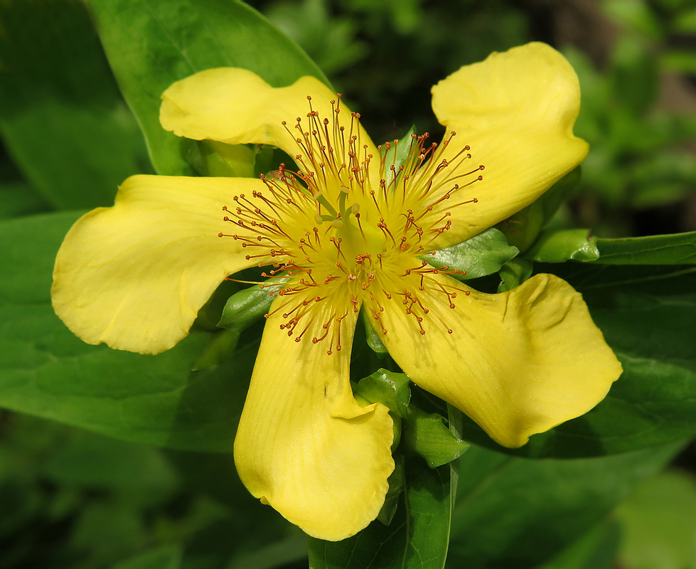 Image of Hypericum gebleri specimen.