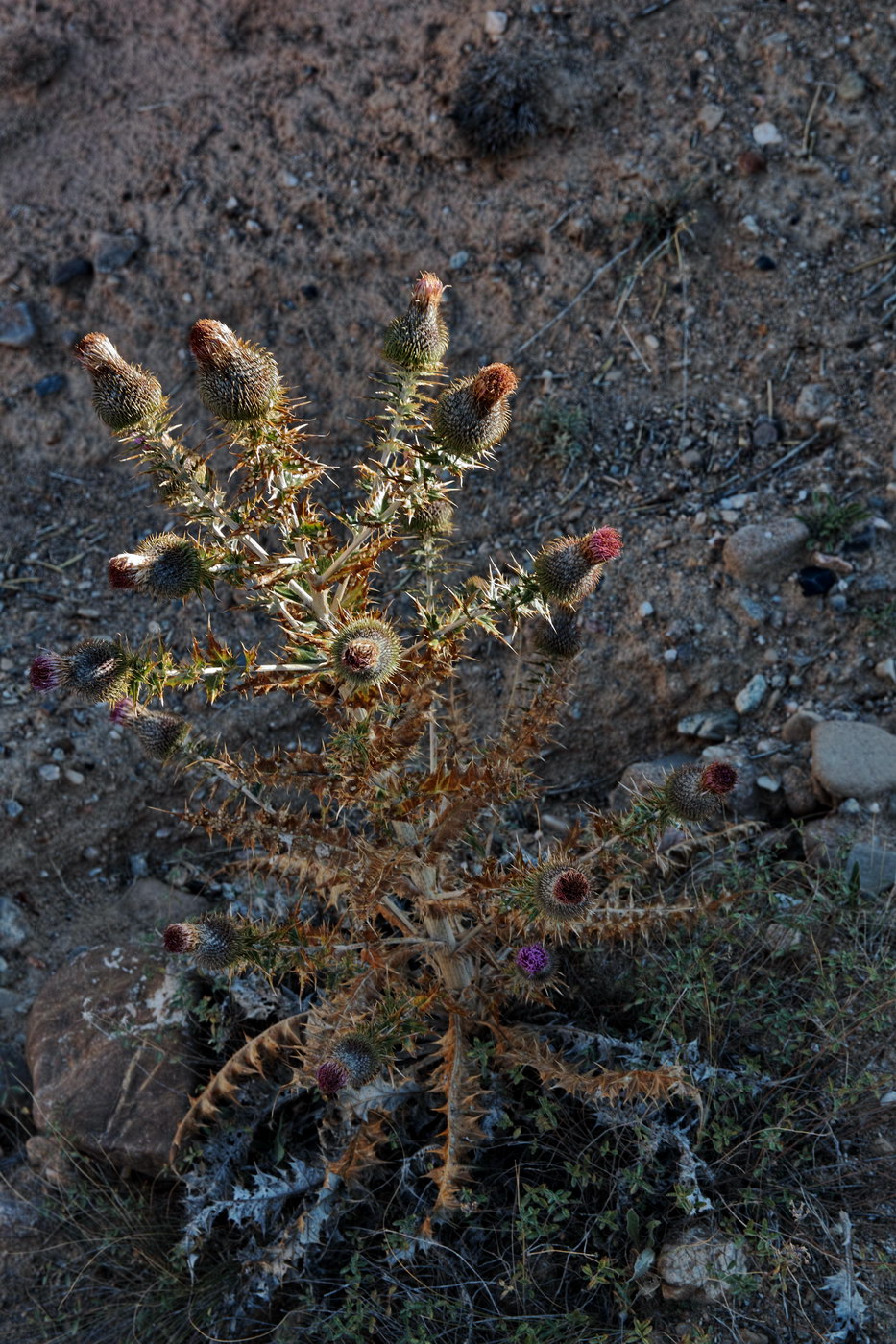 Image of Cirsium vulgare specimen.