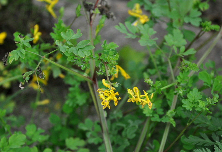 Image of Corydalis ochotensis specimen.