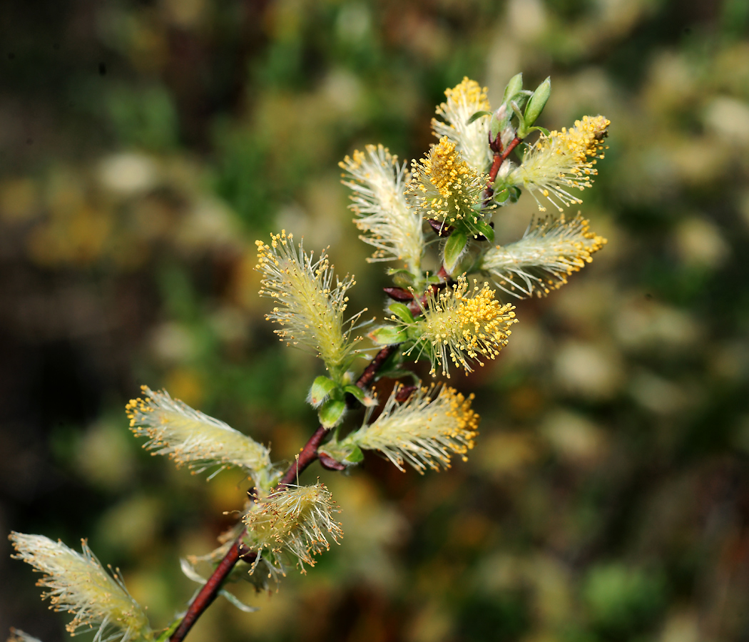 Image of genus Salix specimen.