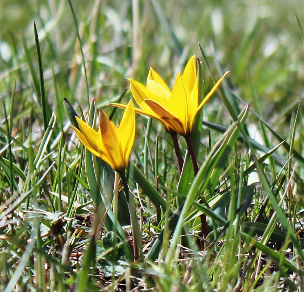 Image of Tulipa dasystemon specimen.