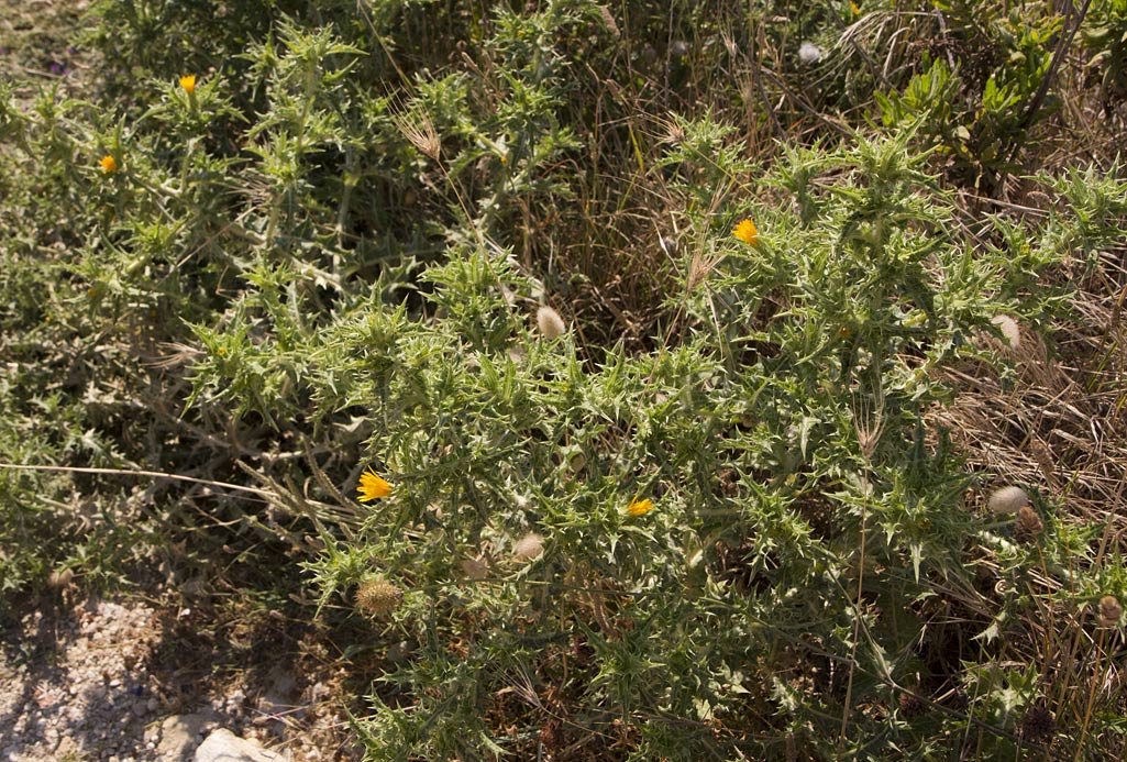 Изображение особи Scolymus hispanicus.