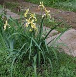 Iris halophila