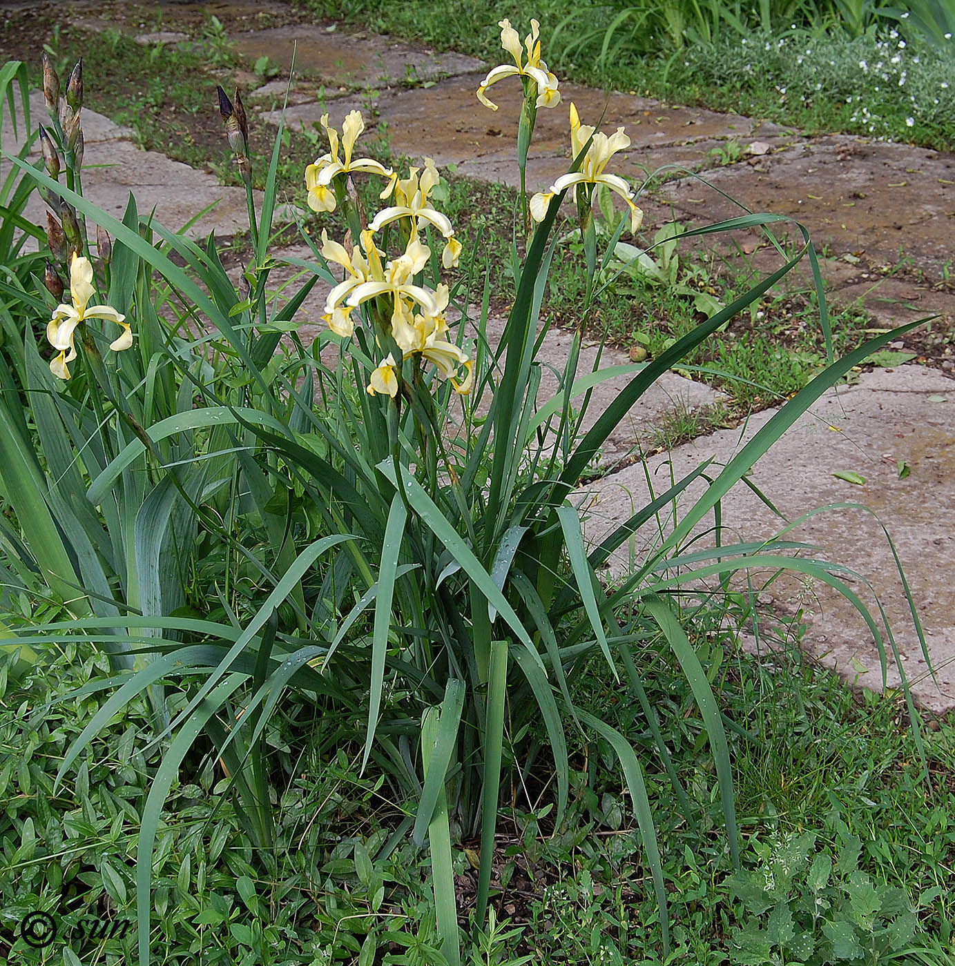 Изображение особи Iris halophila.