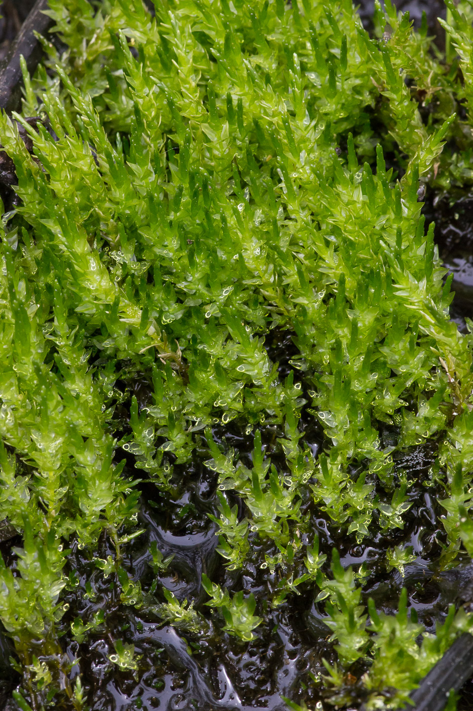 Image of genus Calliergon specimen.