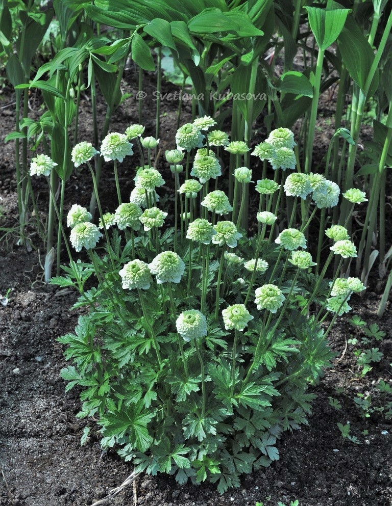 Изображение особи Anemone sylvestris.