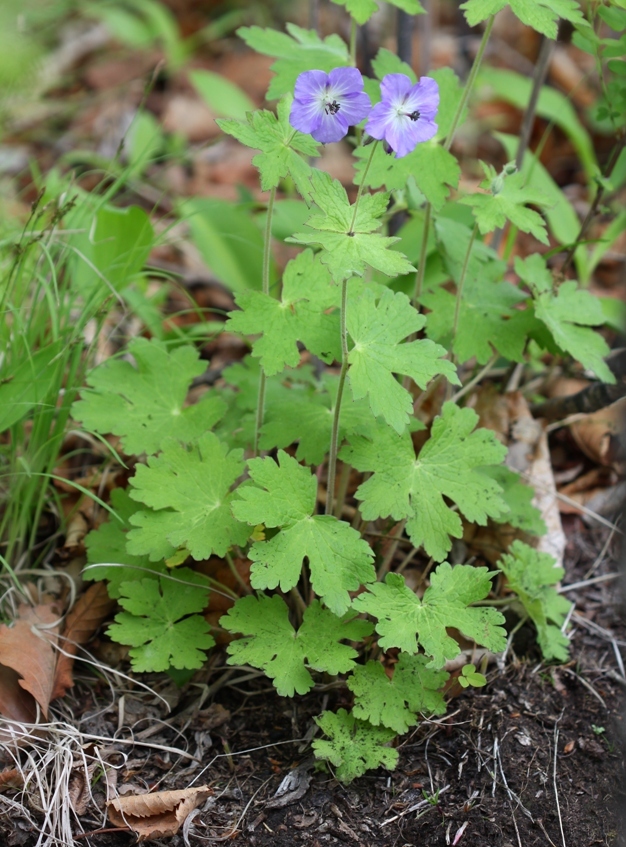 Image of Geranium platyanthum specimen.