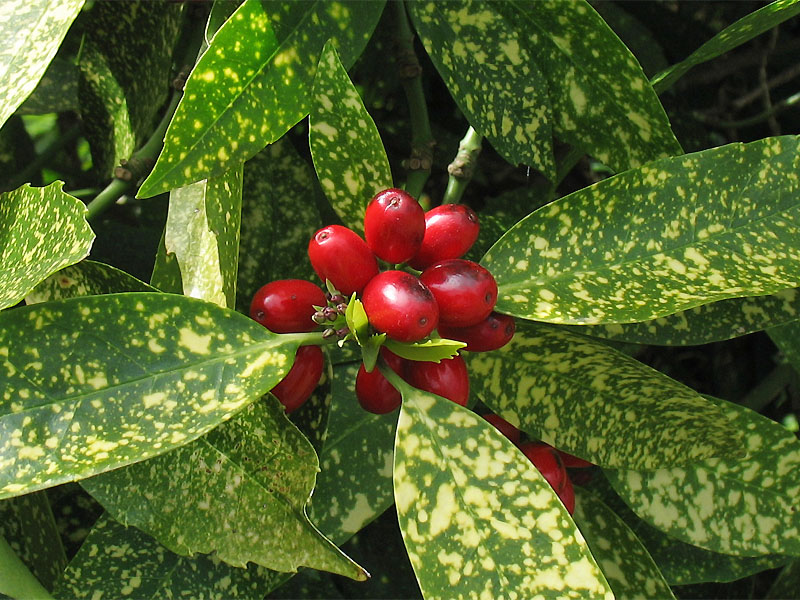 Image of Aucuba japonica specimen.