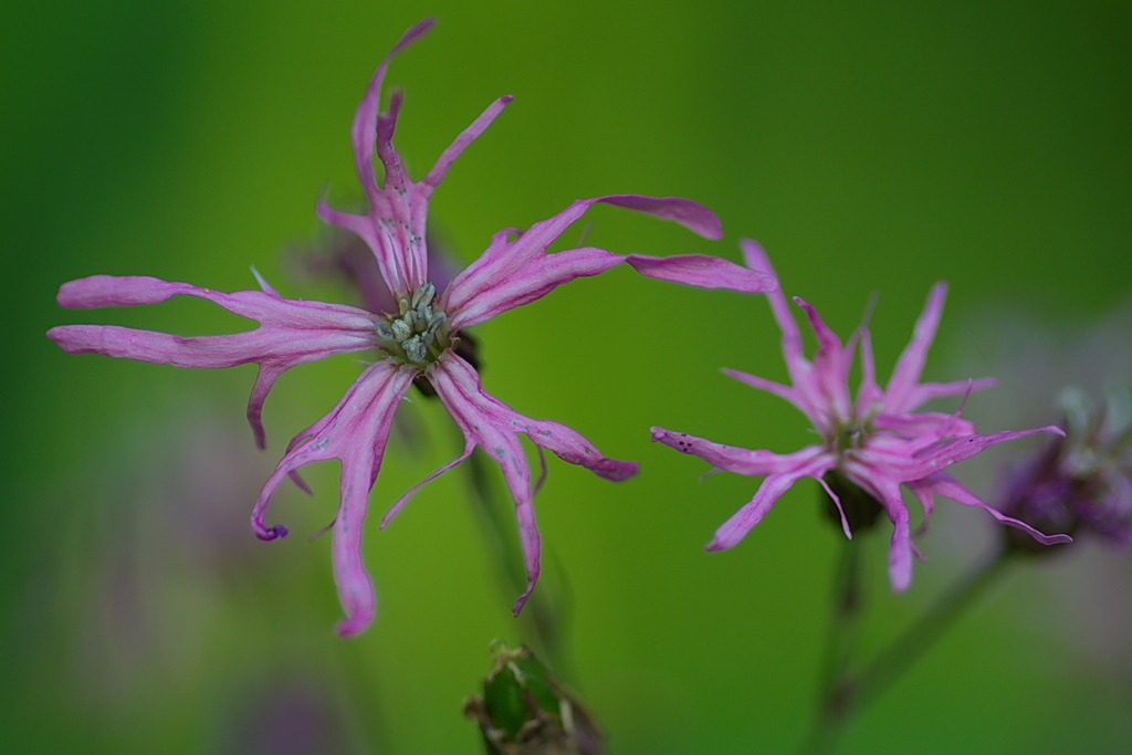 Изображение особи Coccyganthe flos-cuculi.