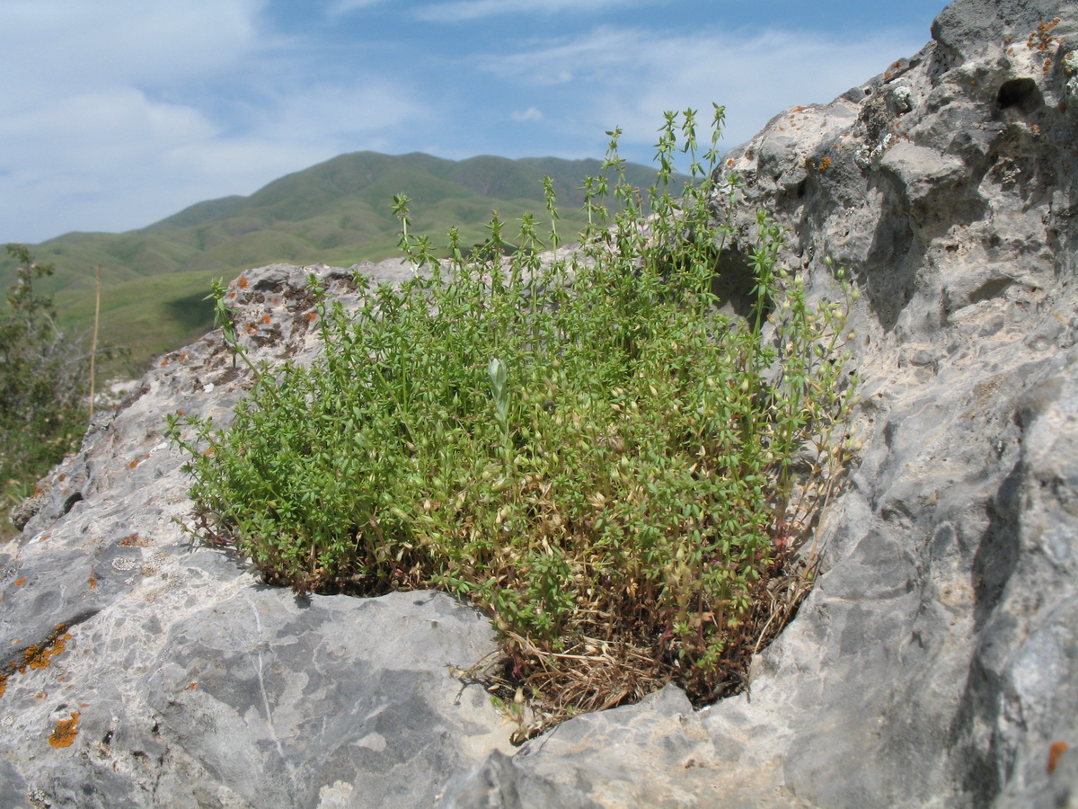 Изображение особи Galium verticillatum.