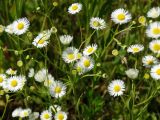 Erigeron annuus. Верхушки цветущих растений. Приморье, Находкинский городской округ, окр. пос. Авангард, поляна у пруда. 18.07.2015.