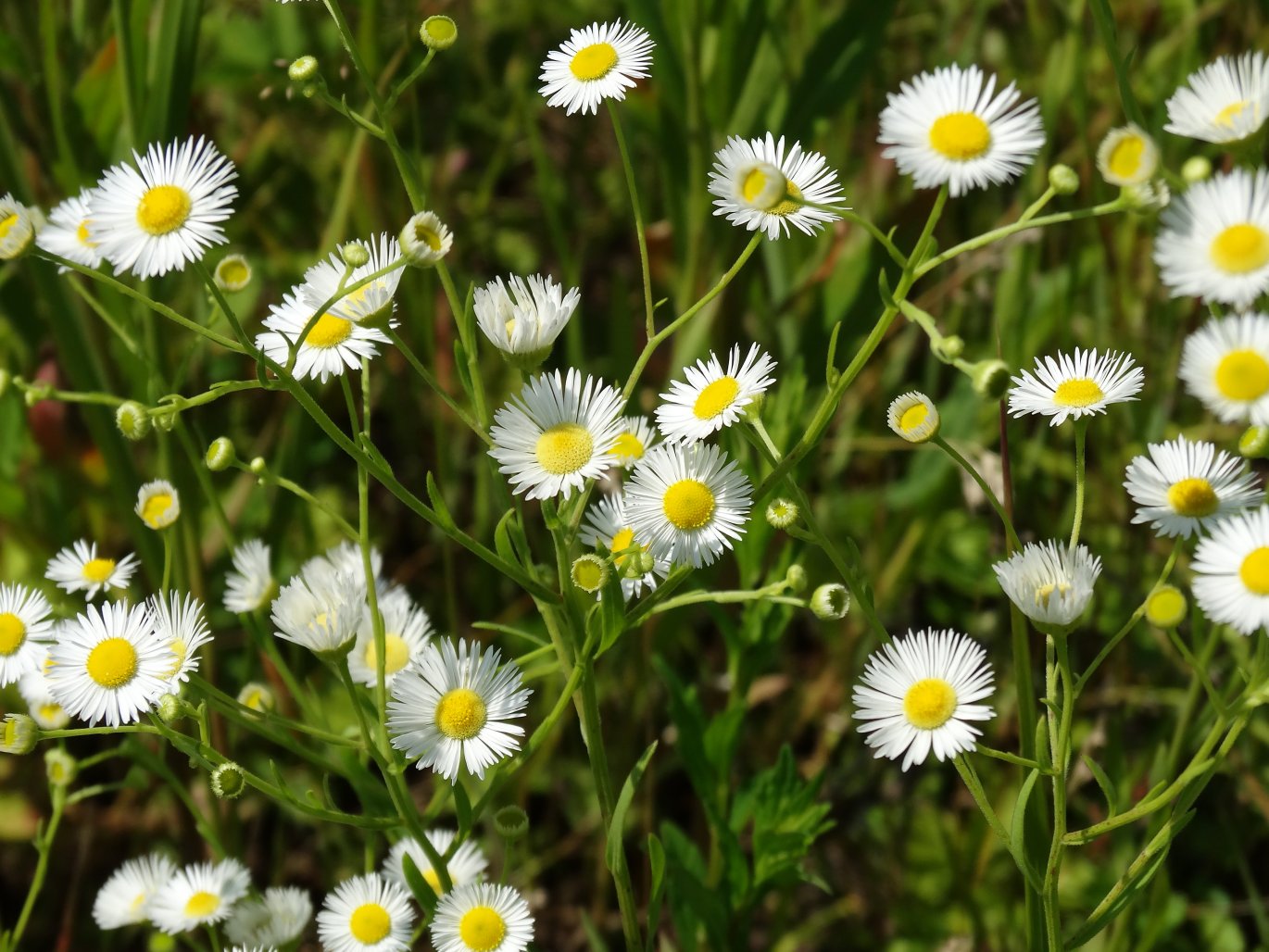 Image of Erigeron annuus specimen.