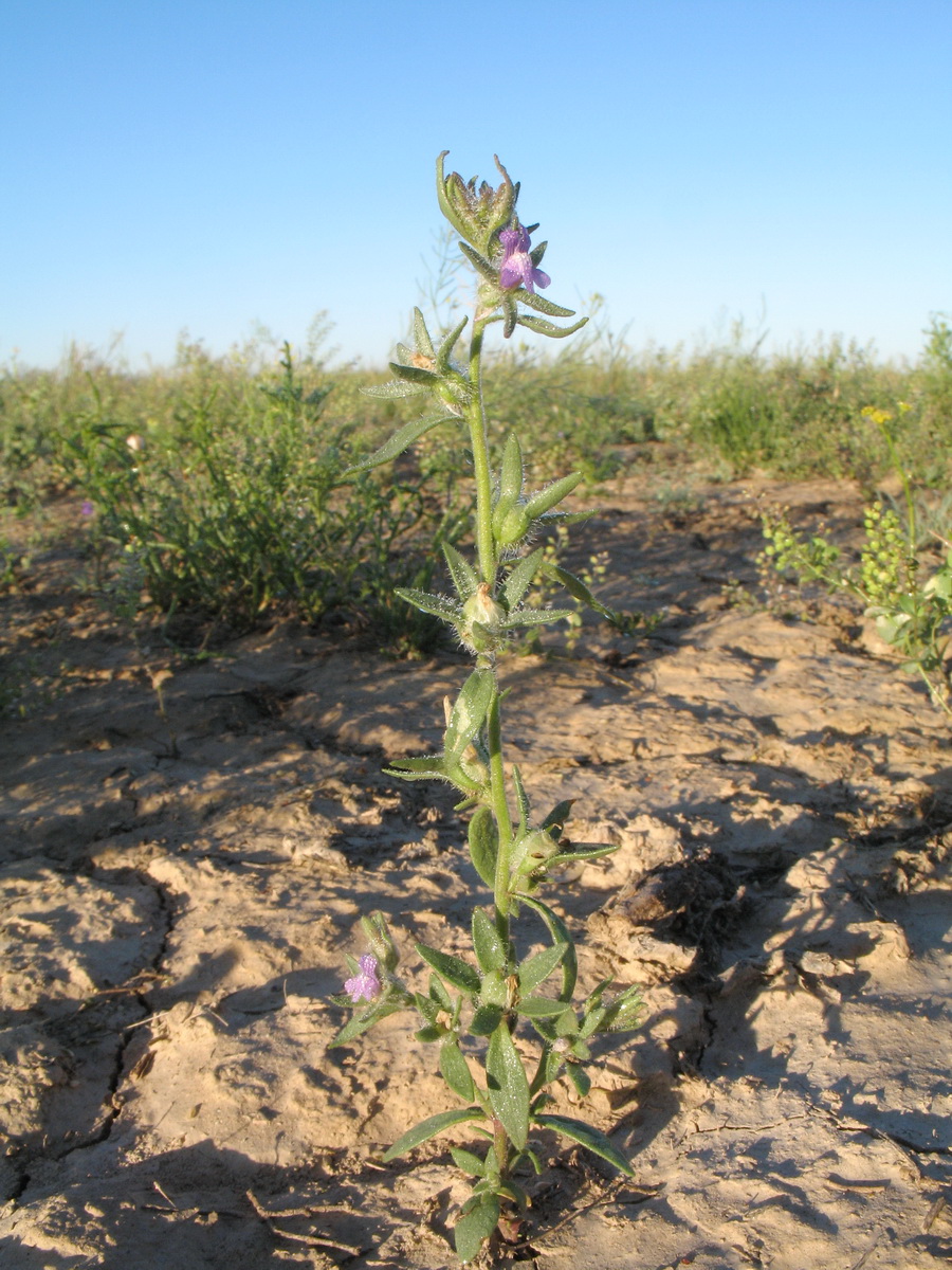 Image of Chaenorhinum persicum specimen.