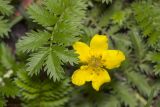 Potentilla anserina