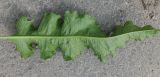 Rumex longifolius. Нижняя поверхность листа. Мурманск, обочина дороги на Жилстрое. 22.07.2016.