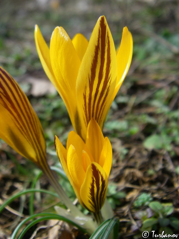 Image of Crocus angustifolius specimen.