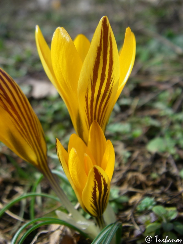 Изображение особи Crocus angustifolius.