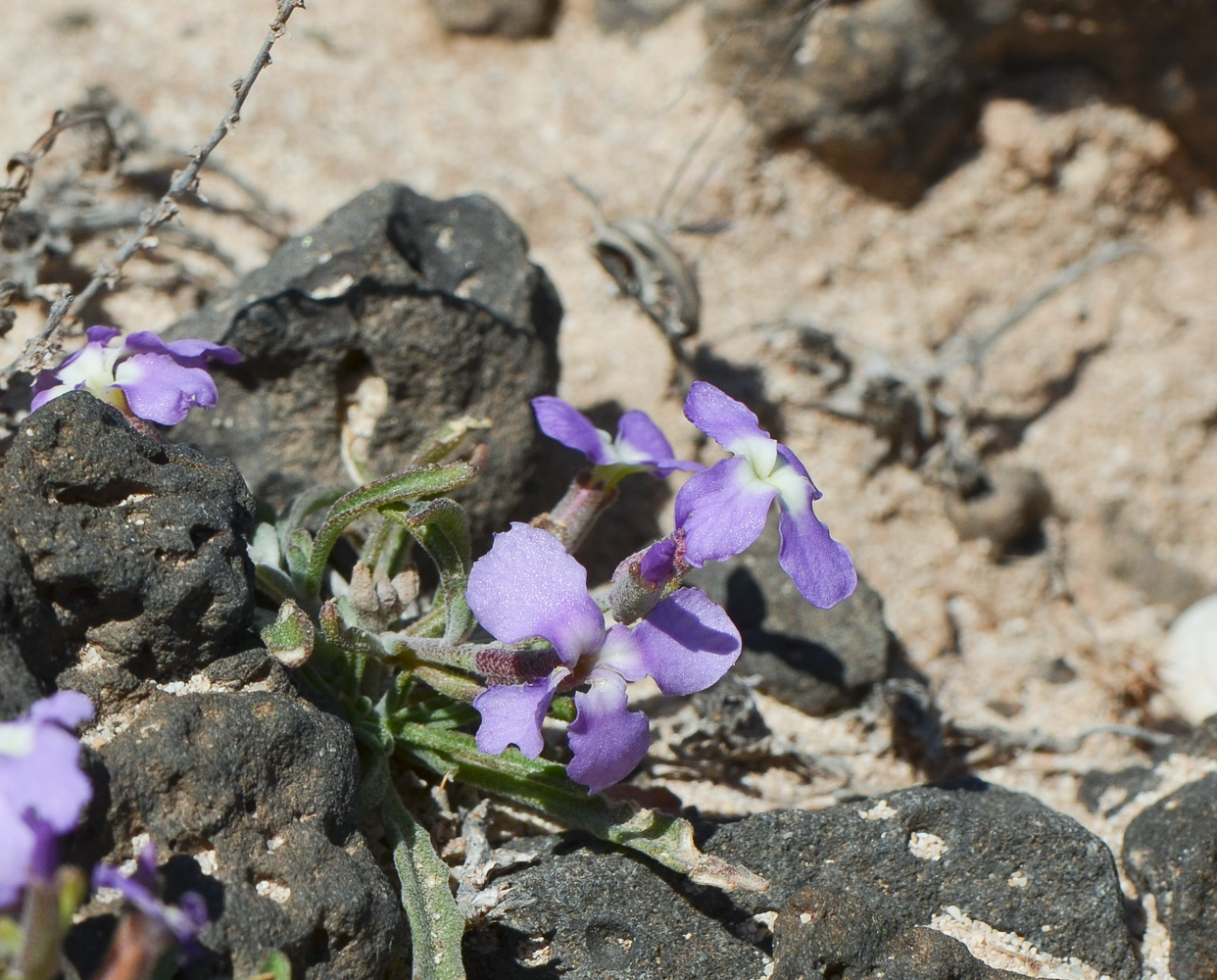 Image of Matthiola fruticulosa var. bolleana specimen.