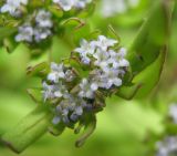 Valerianella locusta