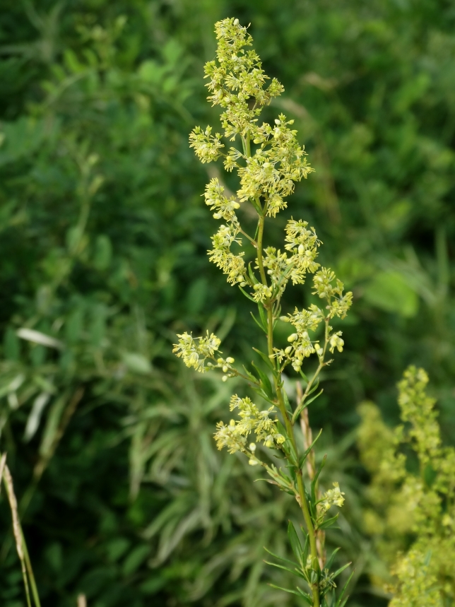 Изображение особи Thalictrum amurense.