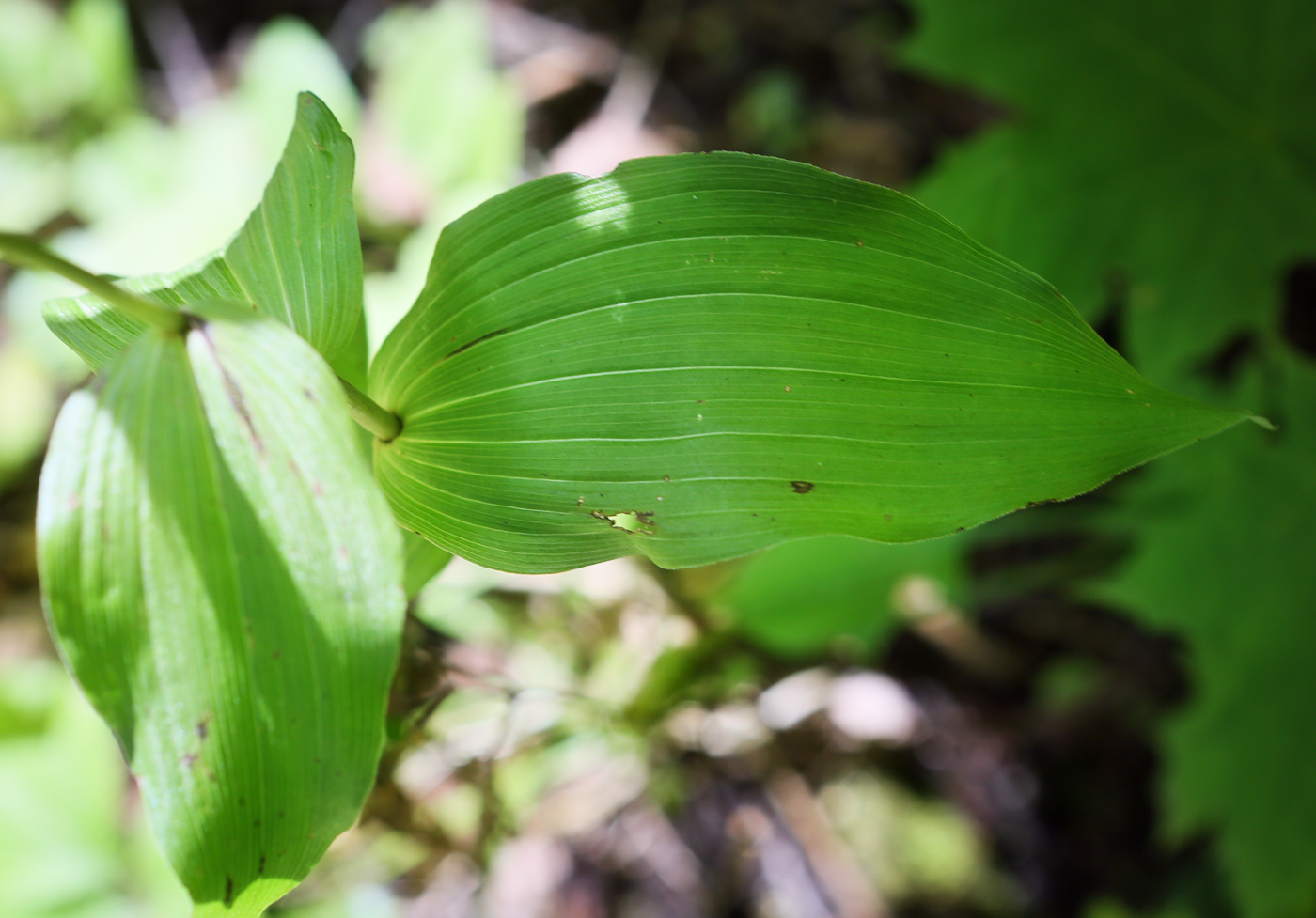 Изображение особи Epipactis helleborine.