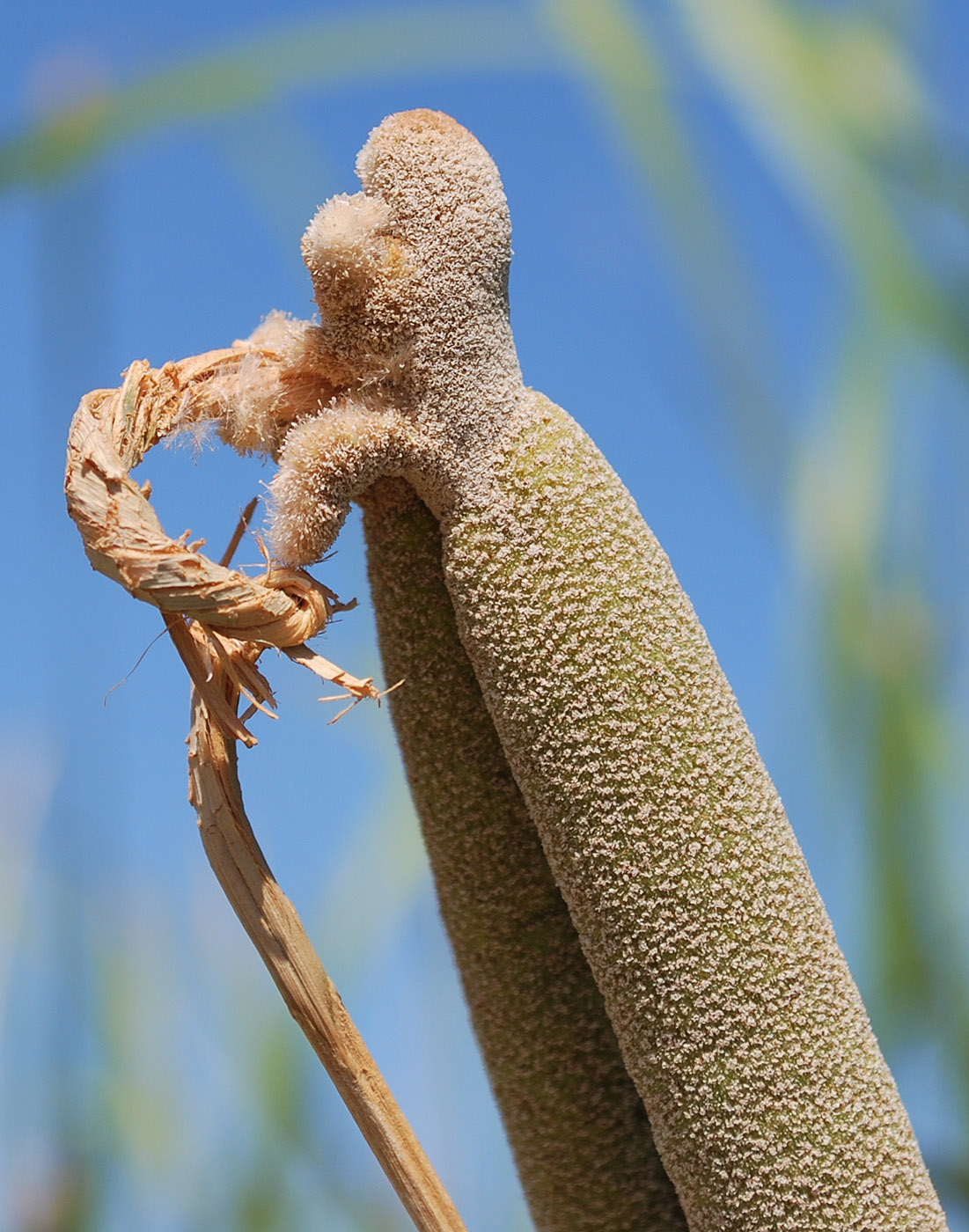 Image of genus Typha specimen.