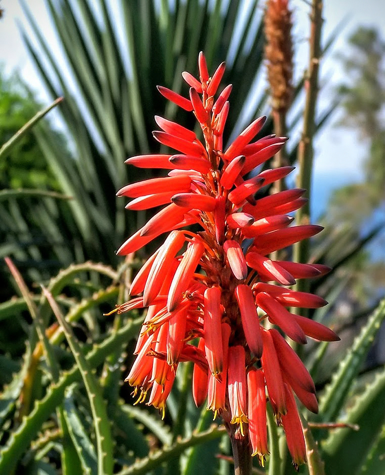 Изображение особи Aloe arborescens.