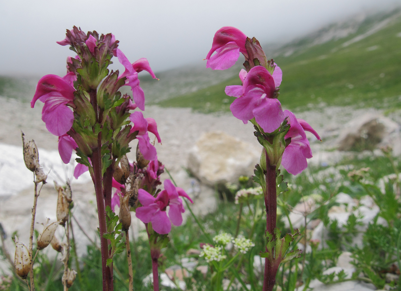 Изображение особи Pedicularis nordmanniana.