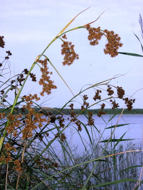 Изображение особи Cladium mariscus.