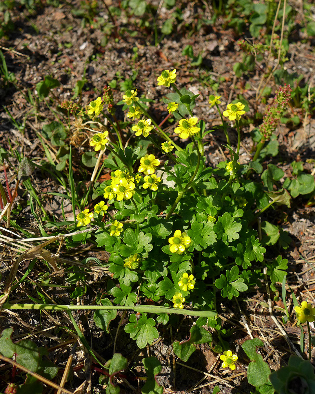 Image of Ranunculus pygmaeus specimen.