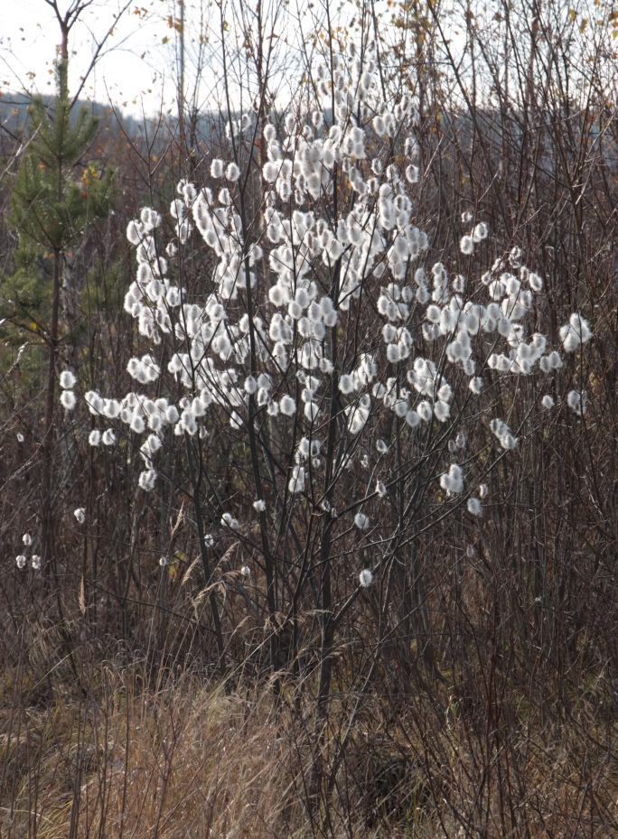 Image of Salix pentandra specimen.