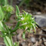 Valerianella turkestanica. Часть побега с соплодием. Казахстан, Южно-Казахстанская обл., окр. г. Кентау, дол. р. Икансу, глинисто-мелкощебнистый склон. 29.04.2013.