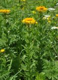Inula grandiflora. Верхушки цветущих растений. Северная Осетия, Ирафский р-н, долина р. Танадон, ≈ 2200 м н.у.м., субальпийский луг. 06.07.2016.