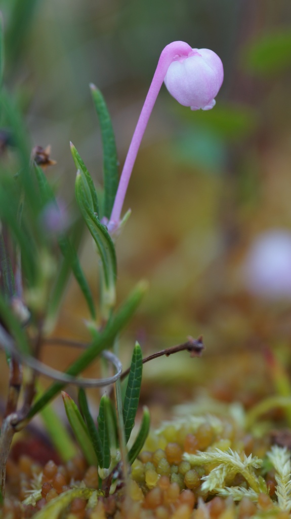 Image of Andromeda polifolia specimen.