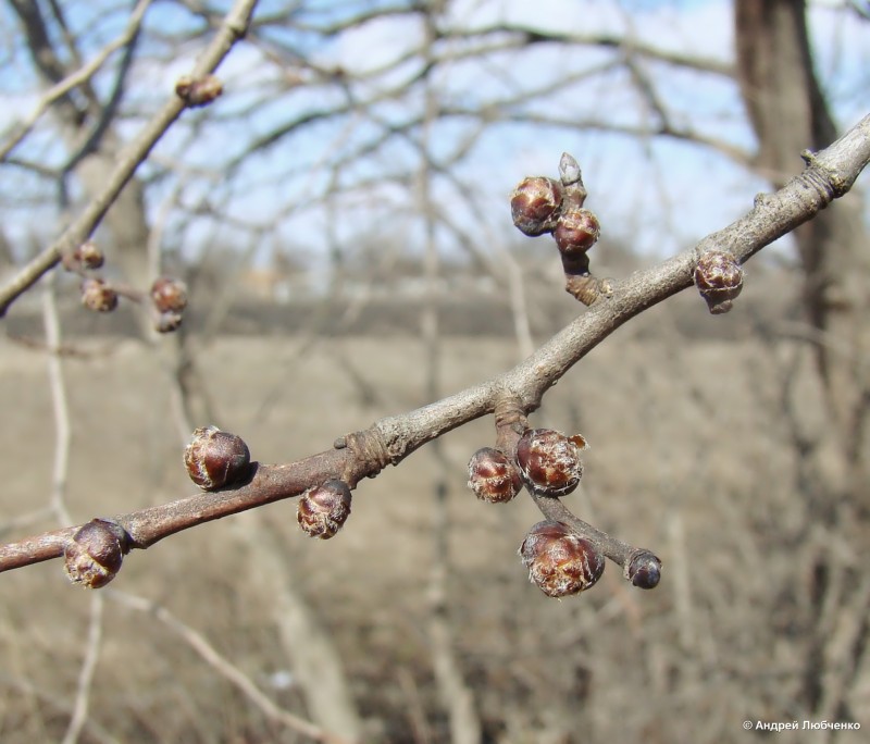 Image of Ulmus minor specimen.