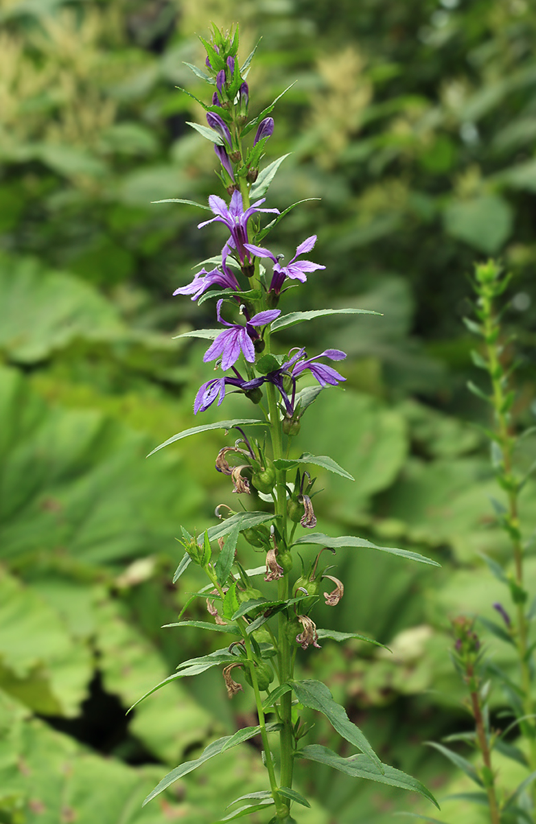 Image of Lobelia sessilifolia specimen.