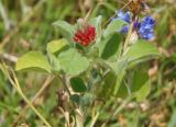 Trifolium incarnatum