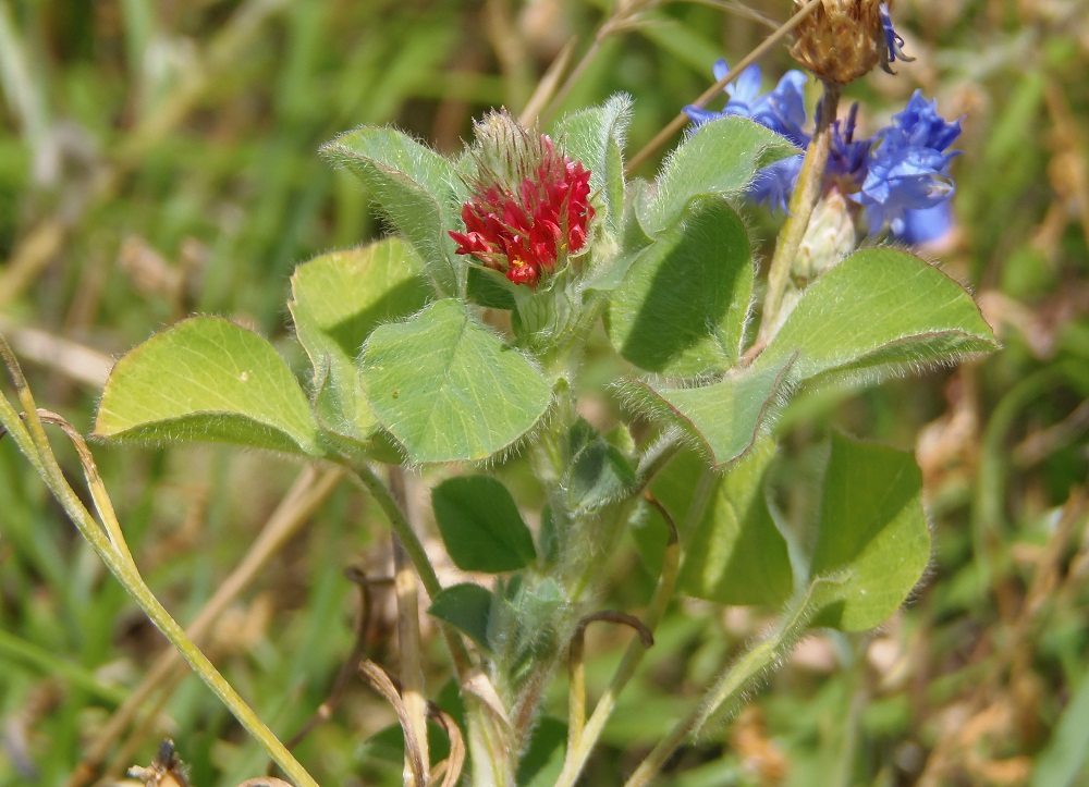 Изображение особи Trifolium incarnatum.