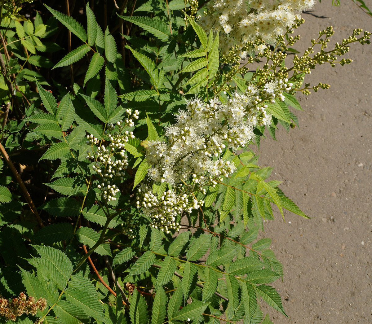 Image of Sorbaria sorbifolia specimen.